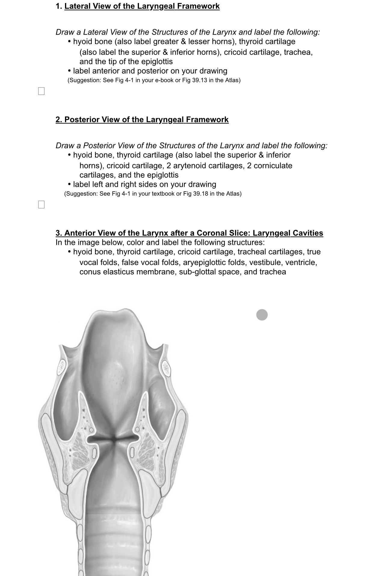 Lateral View of the Laryngeal FrameworkDraw a Lateral | Chegg.com