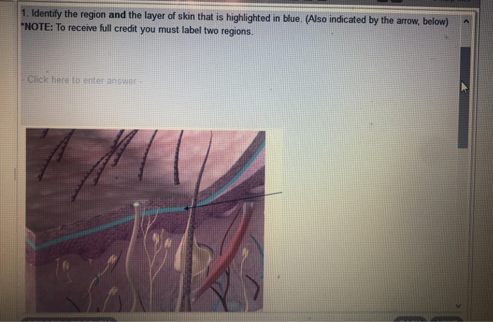 Solved 1. Identify the region and the layer of skin that is | Chegg.com