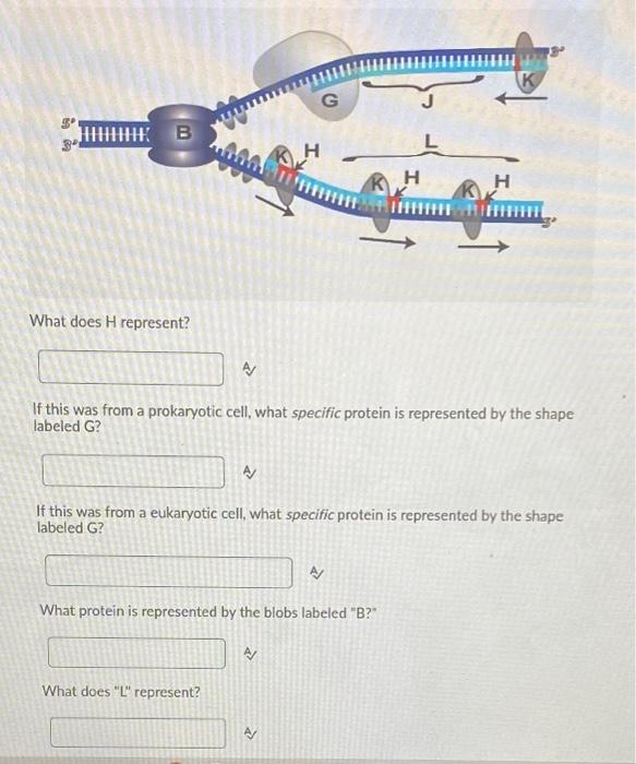 solved-what-does-h-represent-a-if-this-was-from-a-chegg