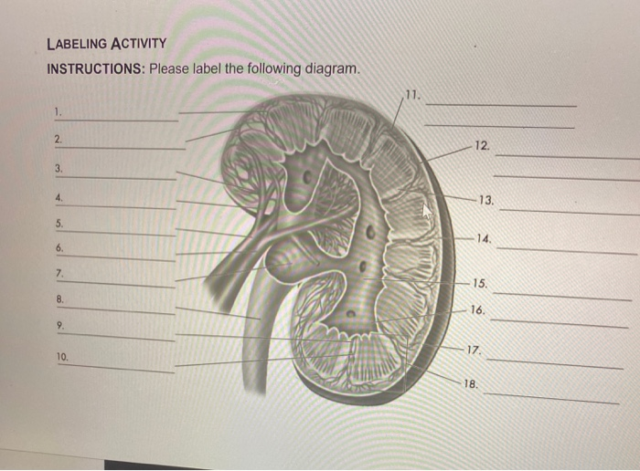 Solved LABELING ACTIVITY INSTRUCTIONS Please label the
