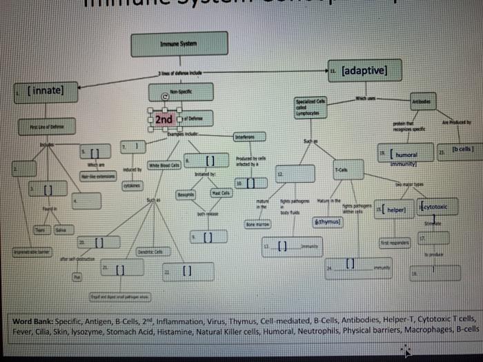 Inmune System 11 (adaptive] [innate] NNG SC Aide ce 2nd ow pro Phe Brod b cells 0 Photos humora immunity TC Ils [ [cytotoxic