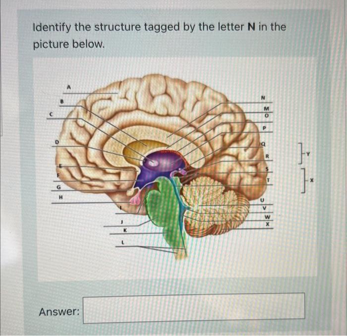 Solved Identify The Structure Highlighted Green In The | Chegg.com