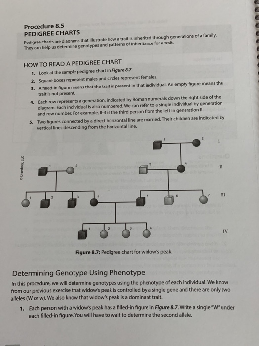 Solved Procedure 8.5 PEDIGREE CHARTS Pedigree charts are | Chegg.com