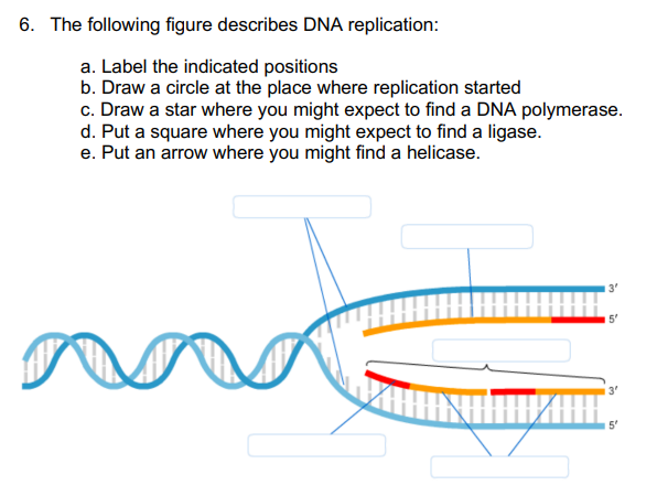 Solved 6 ﻿The following figure describes DNA replication: Chegg com