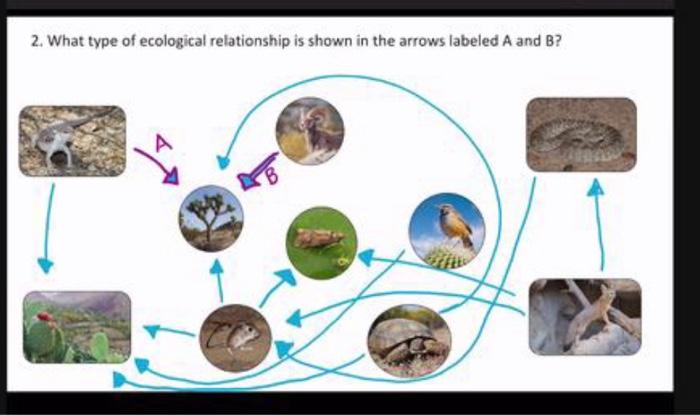 Solved 2. What Type Of Ecological Relationship Is Shown In | Chegg.com