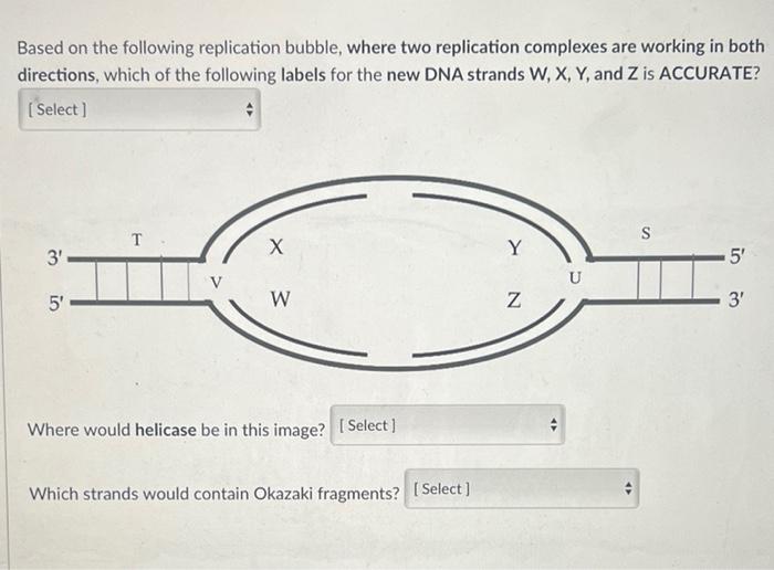 Based on the following replication bubble, where two replication complexes are working in both directions, which of the follo