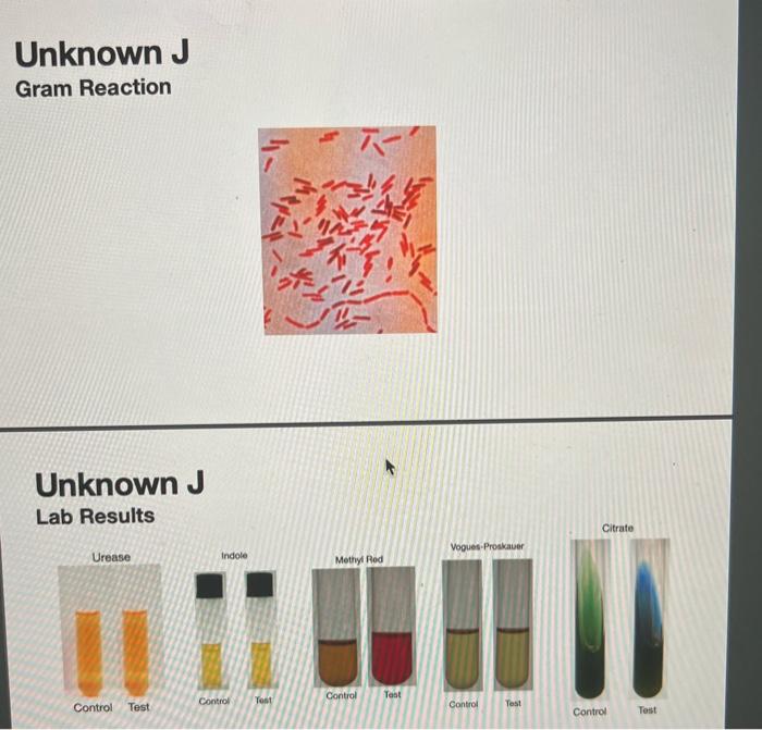 Solved identify the unknown bacteria, and create a | Chegg.com