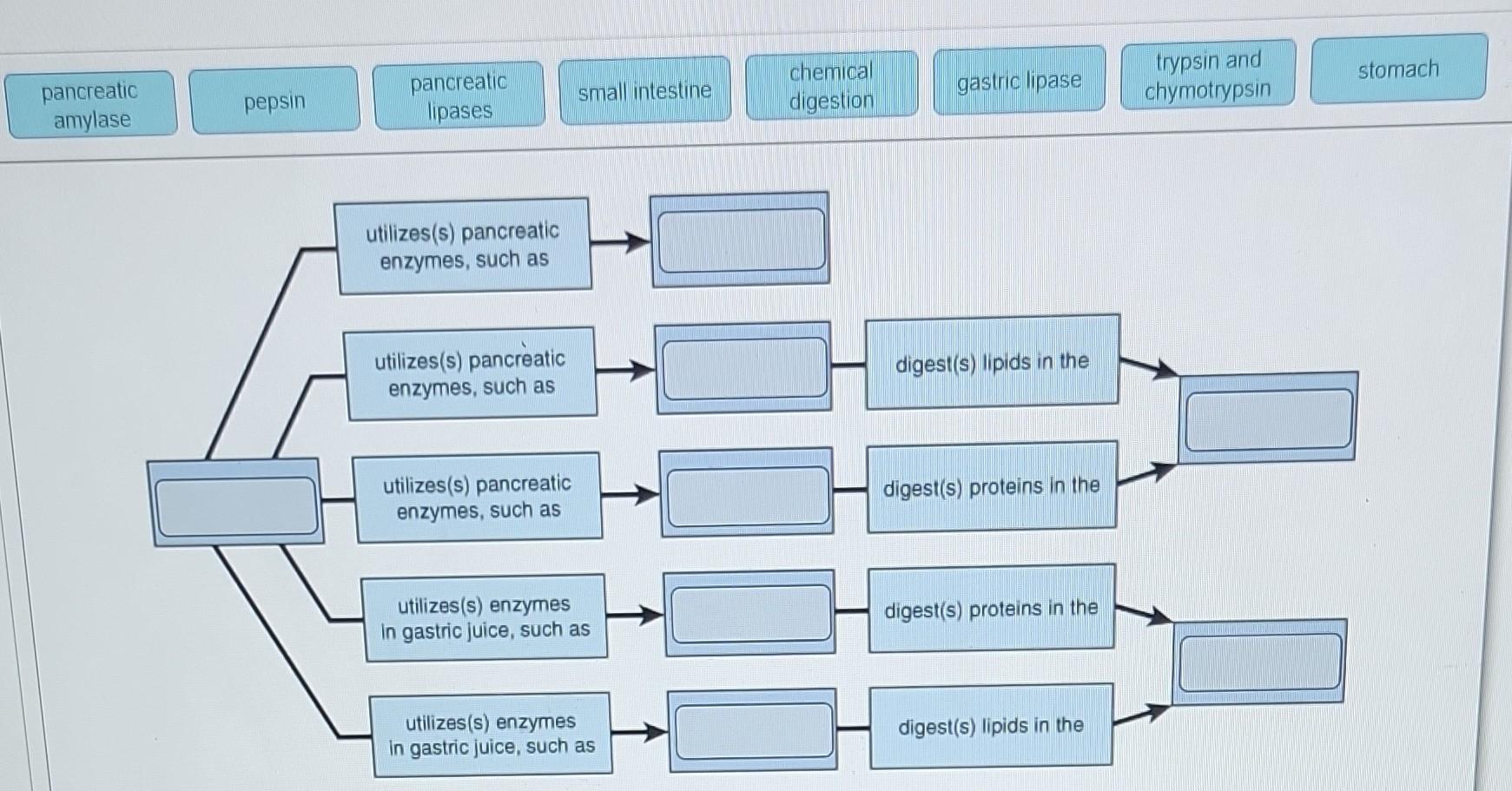 Solved Pancreatic Amylase Pepsin Pancreatic Lipases Small | Chegg.com