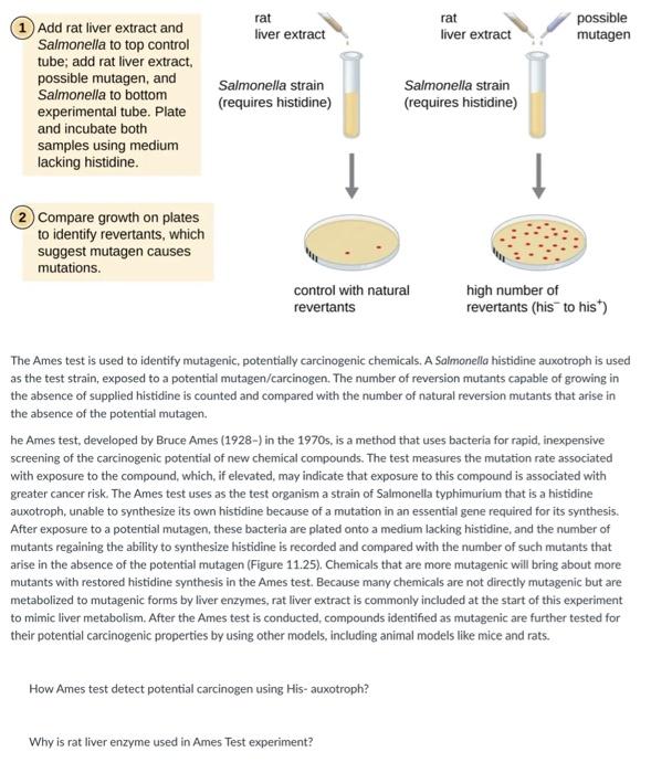 Solved please help answer How Ames test detect potential
