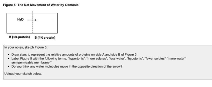 solved-figure-5-the-net-movement-of-water-by-osmosis-h-o-a-chegg