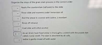 Solved Organize the steps of the gram stain process in the | Chegg.com
