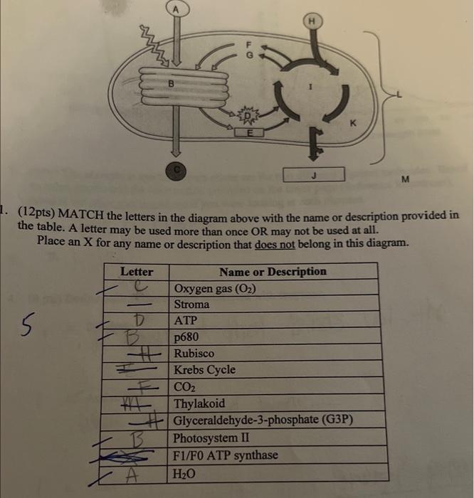 Solved (12pts) MATCH the letters in the diagram above with | Chegg.com
