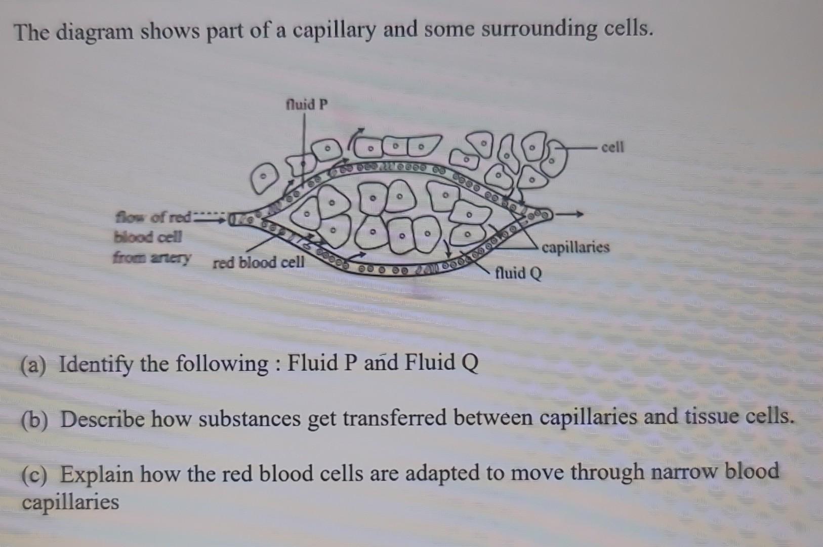 Solved The diagram shows part of a capillary and some
