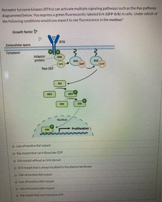 Solved Receptor tyrosine kinases (RTKs) can activate | Chegg.com
