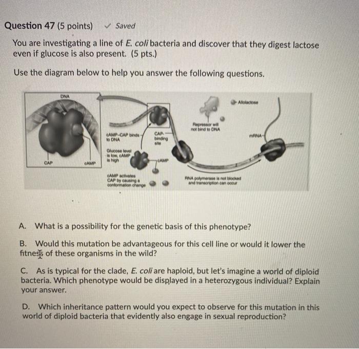 Solved Question 47 5 Points Saved You Are Investigating Chegg Com