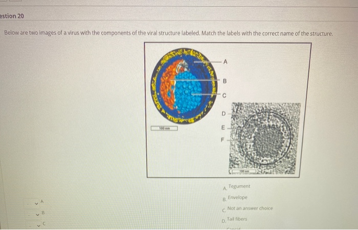 Solved estion 20 Below are two images of a virus with the | Chegg.com