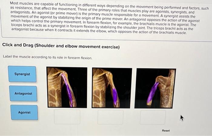 Solved Most Muscles Are Capable Of Functioning In Different | Chegg.com