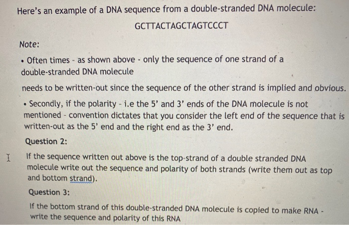 Solved Here S An Example Of A Dna Sequence From A Double Chegg Com