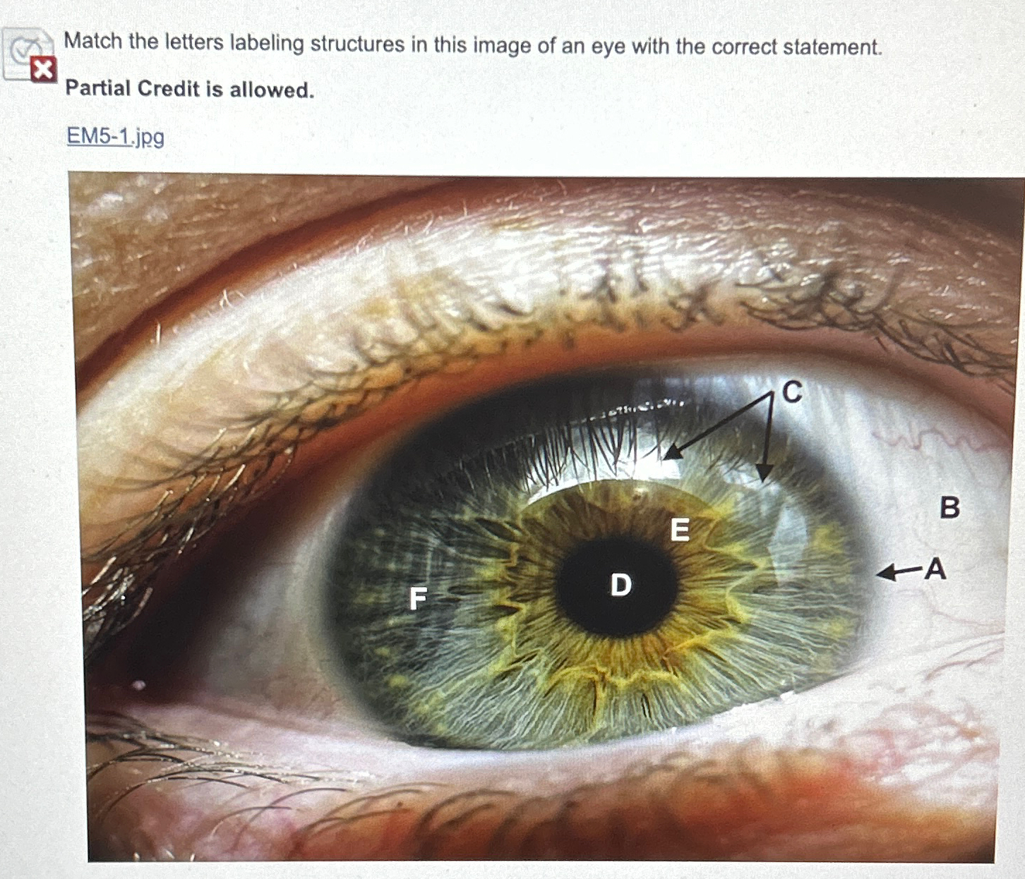 Solved Match the letters labeling structures in this image | Chegg.com