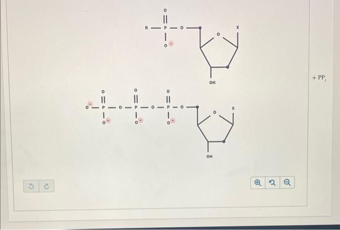 Solved Nucleotides Add To The 3' End Of A Growing DNA Chain | Chegg.com