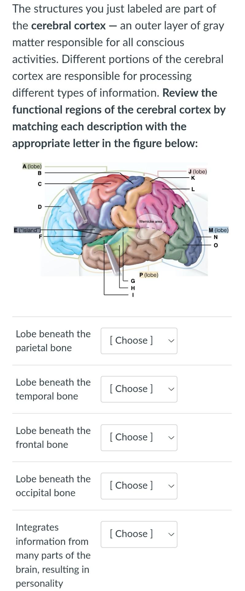 Solved Match each description with the appropriate meningeal | Chegg.com
