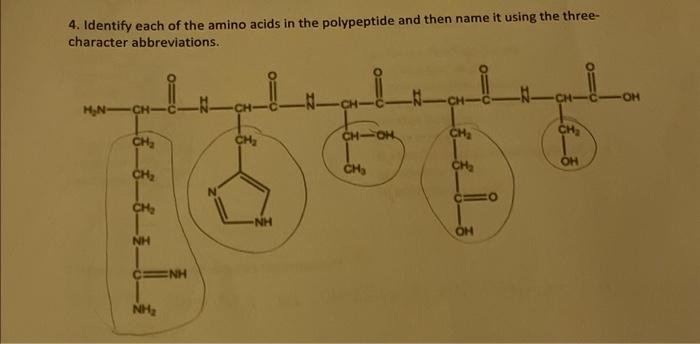 Solved 4. Identify each of the amino acids in the | Chegg.com