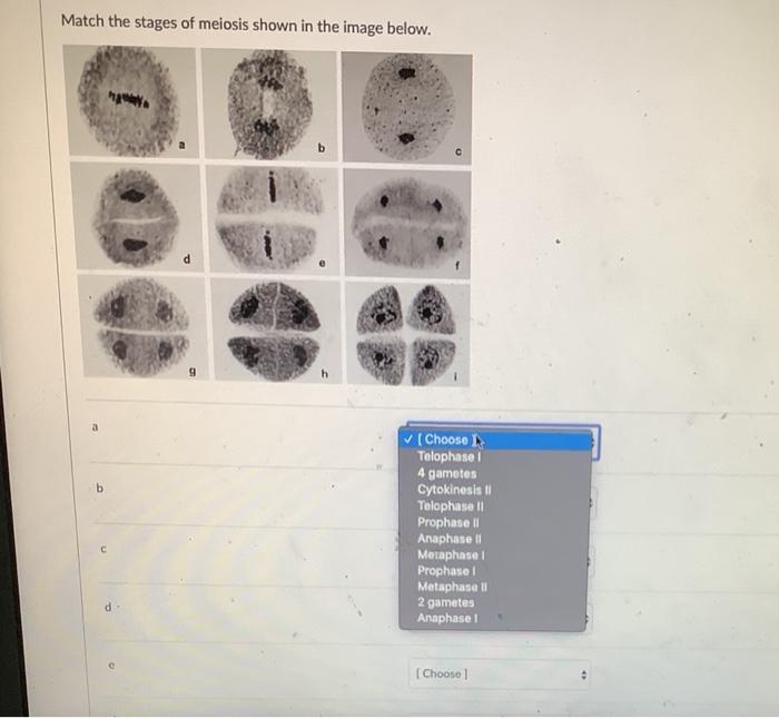 Solved Match the stages of meiosis shown in the image below. | Chegg.com