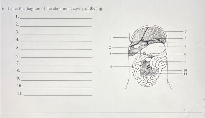 6. Label the diagram of the abdominal cavity of the pig:
1.
2.
3.
2
5.
6.
7.
8.
9.
10.
11.
10
11