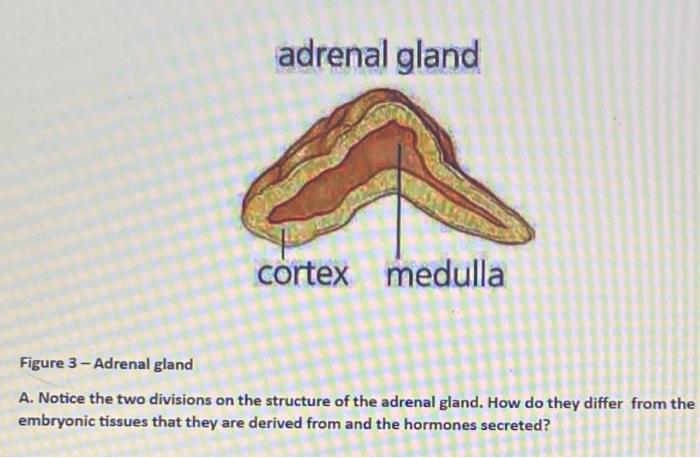 Solved adrenal gland cortex medulla Figure 3 - Adrenal gland Biology Diagrams