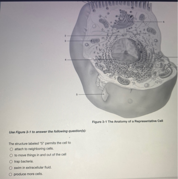 Solved Figure 3 1 The Anatomy Of A Representative Cell Use 0809
