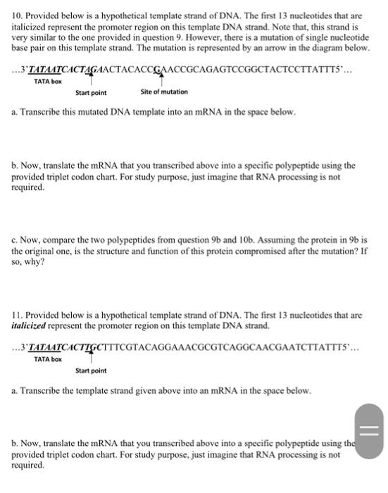 10. Provided below is a hypothetical template strand | Chegg.com