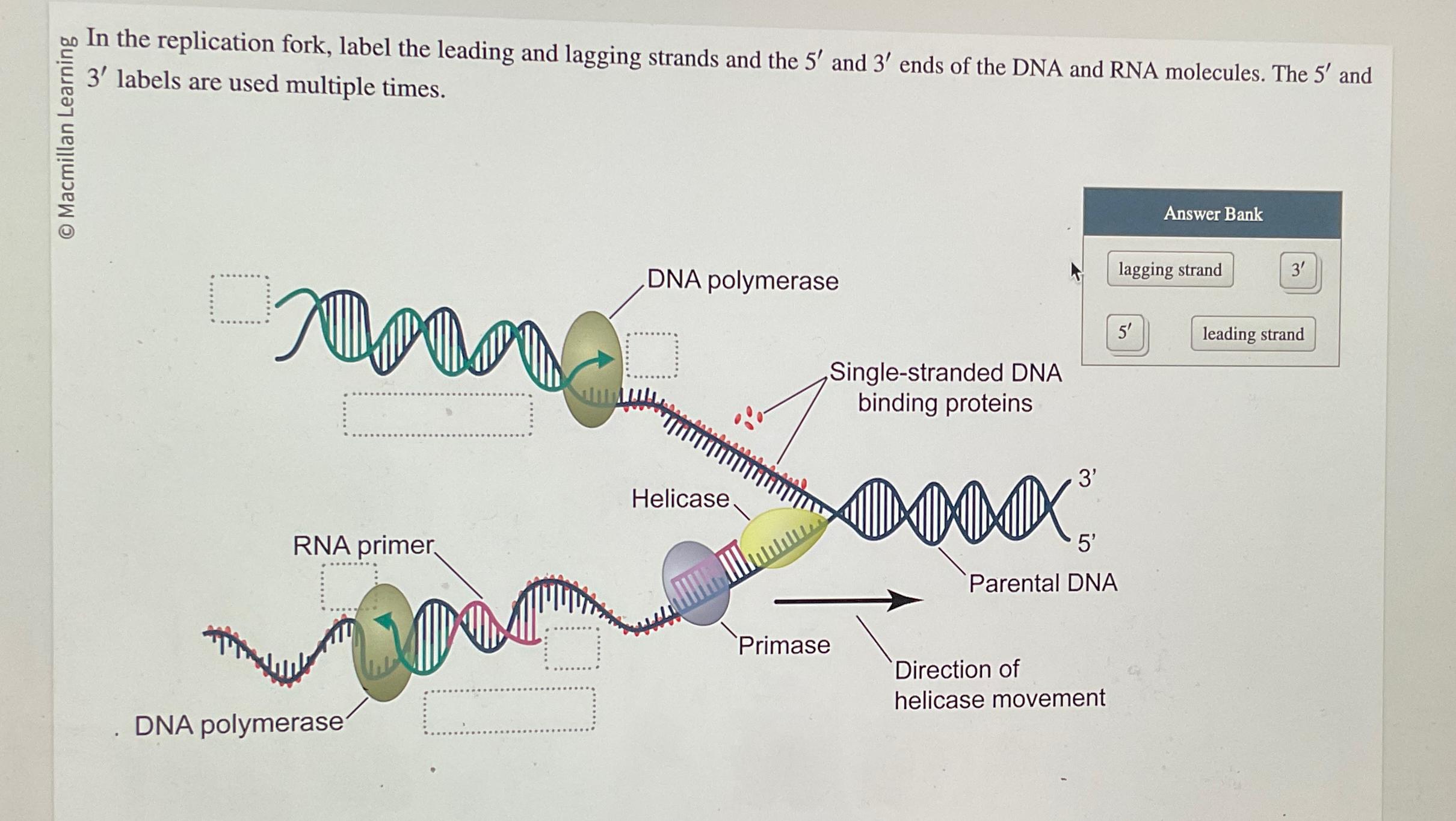 Solved In the replication fork, label the leading and | Chegg.com