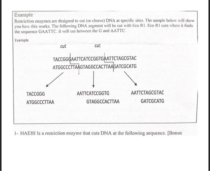 Solved Example Restriction enzymes are designed to cut (or | Chegg.com