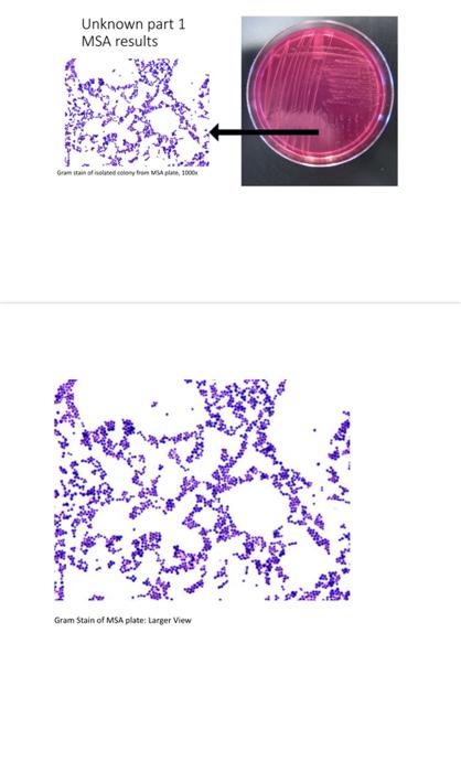 Solved Day 1. A prepare a gram stain of broth unknown sample | Chegg.com