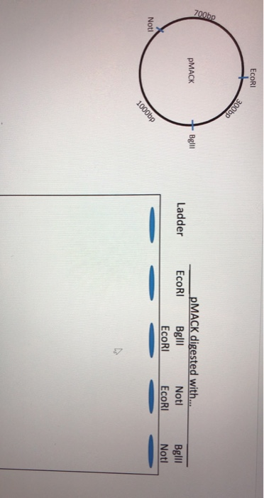Solved Use the plasmid map below to predict what a gel of | Chegg.com