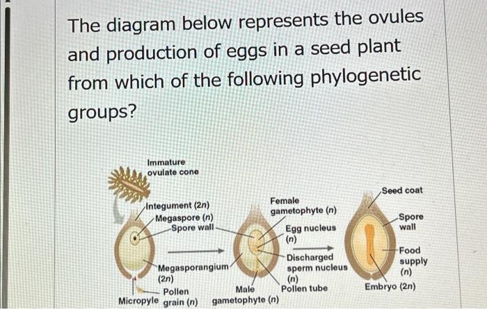 Solved The diagram below represents the ovules and | Chegg.com