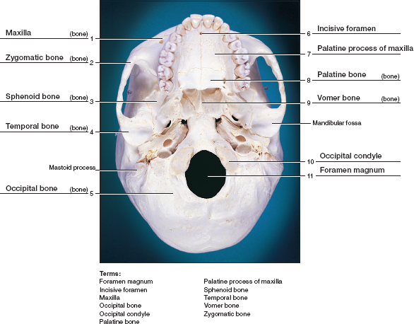 Chapter 14 Solutions | Laboratory Manual For Human Anatomy & Physiology