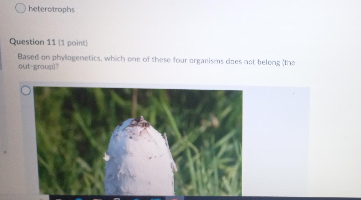 Solved Heterotrophs Question 11 (1 Point) Based On | Chegg.com