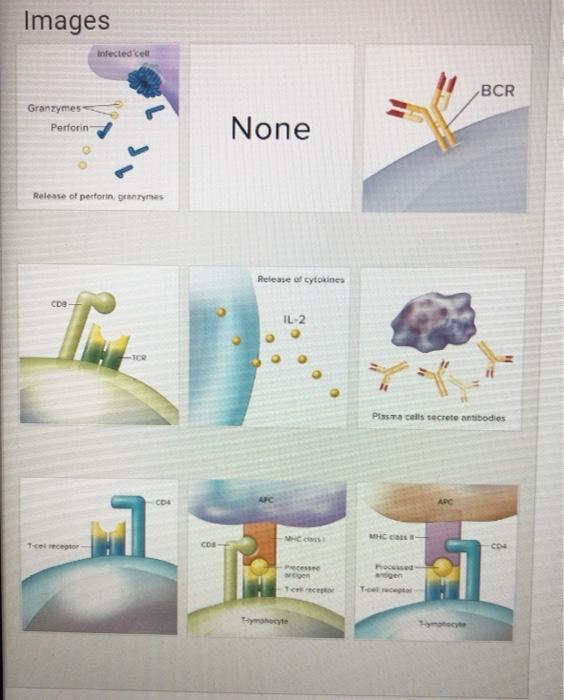 solved-place-images-to-complete-table-summarizing-the-chegg