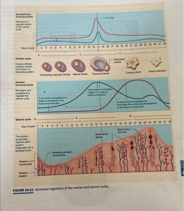 FIGURE 26.21 Hormonal regulation of the ovarian and | Chegg.com