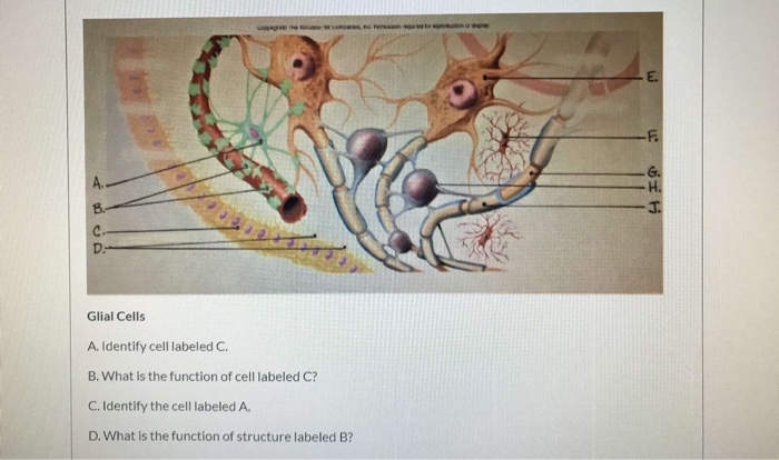 Solved E F. G. B. J. D Glial Cells A. Identify Cell Labeled | Chegg.com