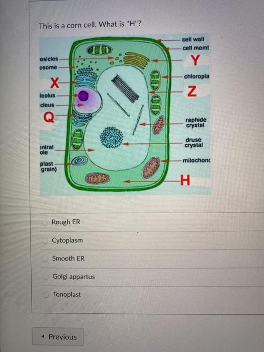 Solved This is a corn cell. What is "H"? cell wall cell memt