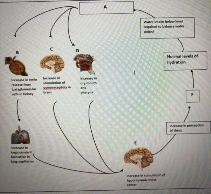 Solved 12 identify the physiological stimulus and responses | Chegg.com