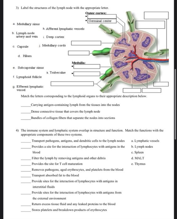 Exercise 35a The Lymphatic System And Immune Response Solved Ch. 20-21 Lymphatic System and Immune Response Immune | Chegg.com