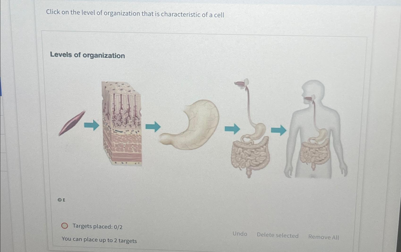 Solved Click on the level of organization that is | Chegg.com