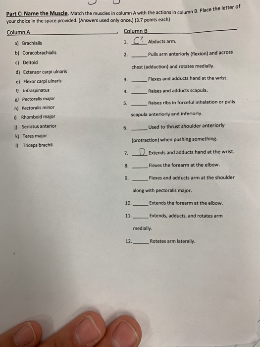 Solved NAME THE MUSCLE: Match the muscles in column A with | Chegg.com