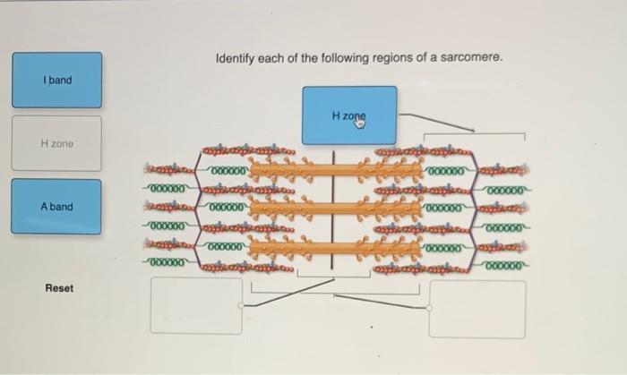 [Solved]: label regions of sarcomere I band H zone A band Re