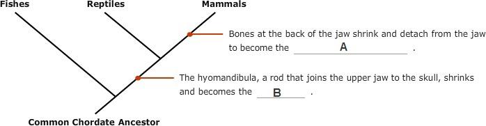 Evolution of our mammalian ancestor's ear bone