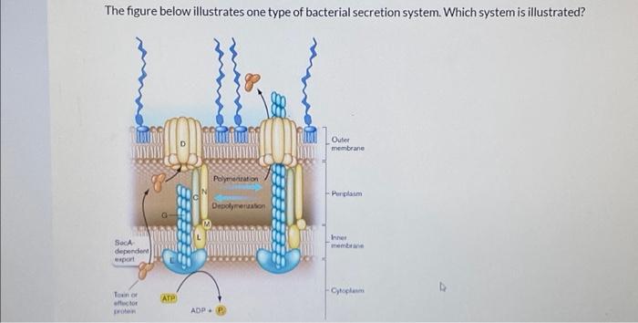 Solved The figure below illustrates one type of bacterial | Chegg.com