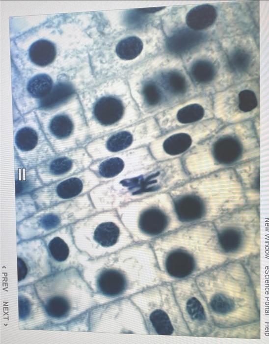 Solved how many number of cells in stage : interphase, | Chegg.com